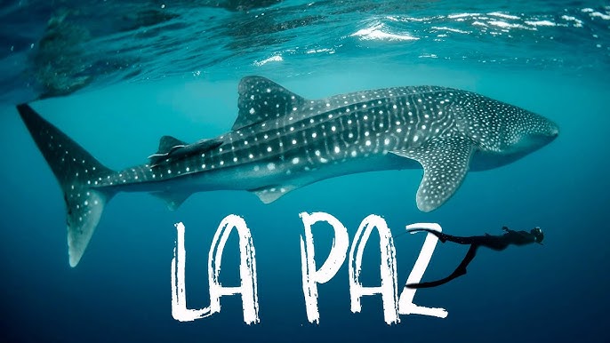 Whale shark swimming in La Paz waters, Baja California Sur